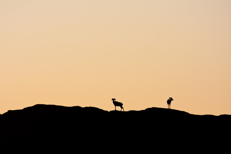 Argali Silhouettes At Sunset